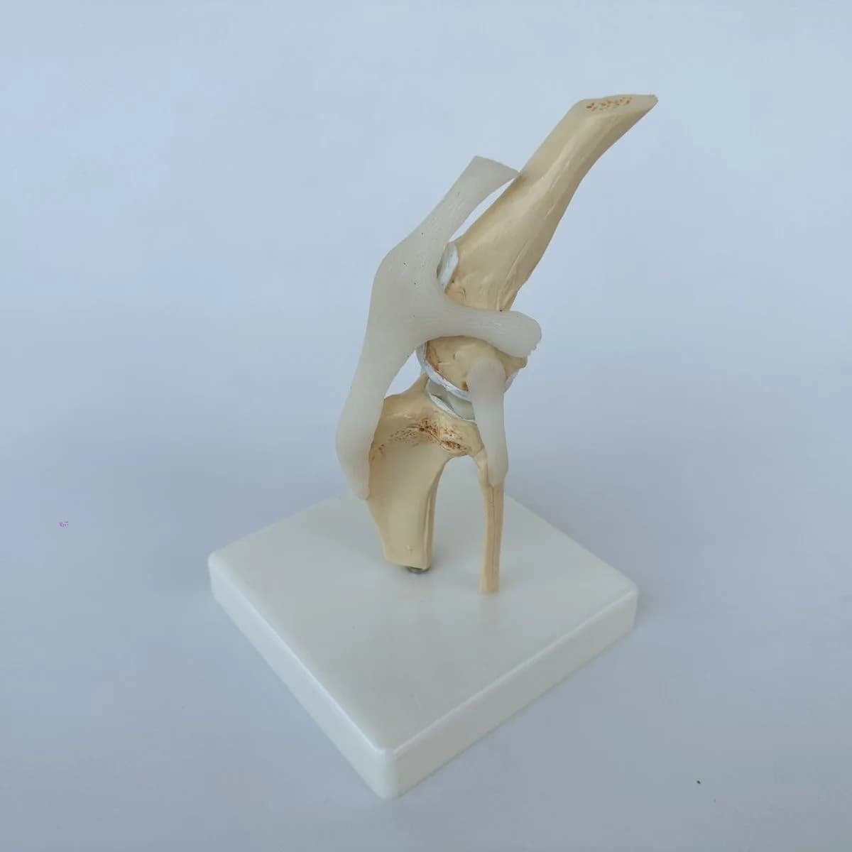 Modello di scheletro dell'articolazione dell'anca, del gomito e del ginocchio del cane Giocattolo di scheletro canino Anatomia dell'osso animale Dimostrazione veterinaria Ospedale per animali domestici