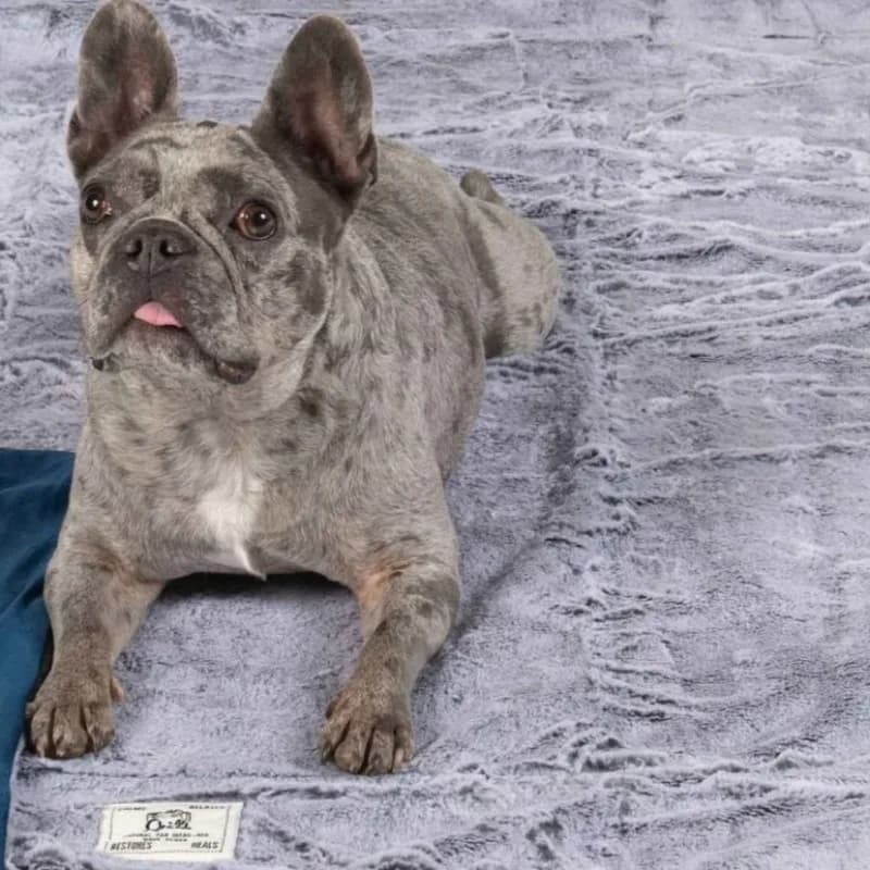 Coperta per animali domestici con riscaldamento a infrarossi lontani, blu medio, morbida, lavabile, antiscivolo, comoda coperta per animali domestici per cani, gatti, interni ed esterni
