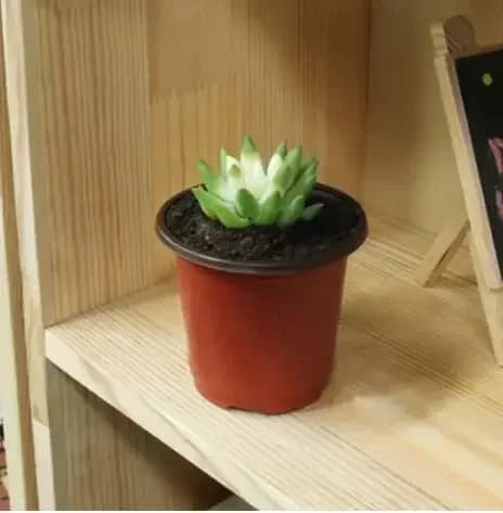 Vaso da fiori in plastica con vassoio resistente alle cadute per piante da giardino domestico, vaso per innesto di piante D4