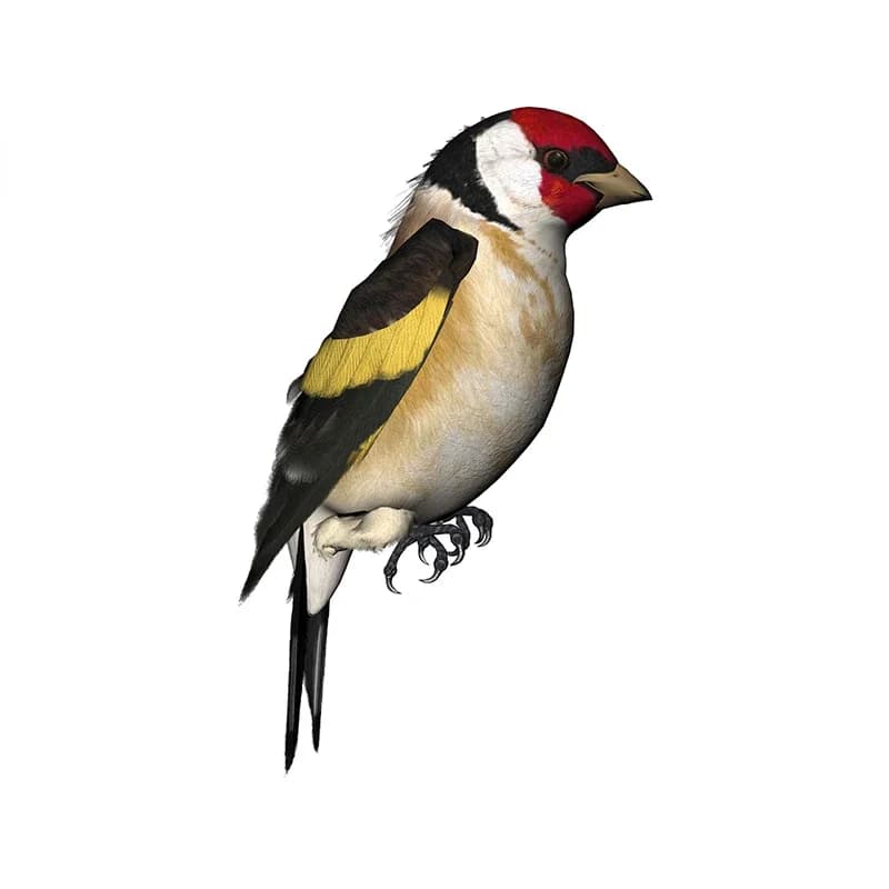 New Design for Tinsel Finches Car Stickers Car Car Cartoon Refrigerator Windscreen Waterproof Vinyl Decoration Car decal DIY 13cm