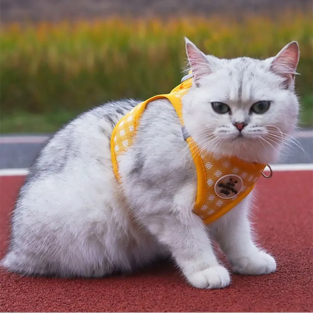 Imbracatura per Cani Confortevole e Alla Moda, in Poliestere Traspirante, Pettorina Regolabile e Sicura per Cani e Gatti