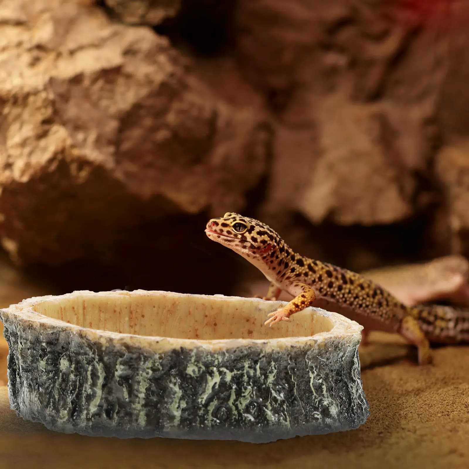 2 Pezzi Ciotola per Alimenti per Rettili in Legno Naturale, Contenitore per Cibo e Acqua per Geco, Lucertola, Tartaruga