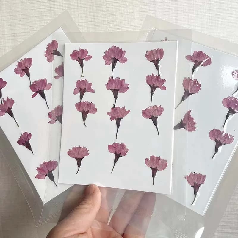 1.5 ~ 2*3.5CM veri fiori pressati secchi naturali fiori di ciliegio, rami Sakura pressa a secco per resina epossidica, forniture per la produzione di candele