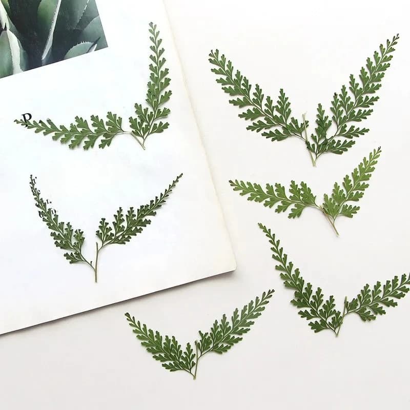 Natural pressed fern coppers, dried flowers DIY bookmarks Greeting cards Gum Custody for phone Frame for photo True leaf plant, 5-7 cm/12 pieces