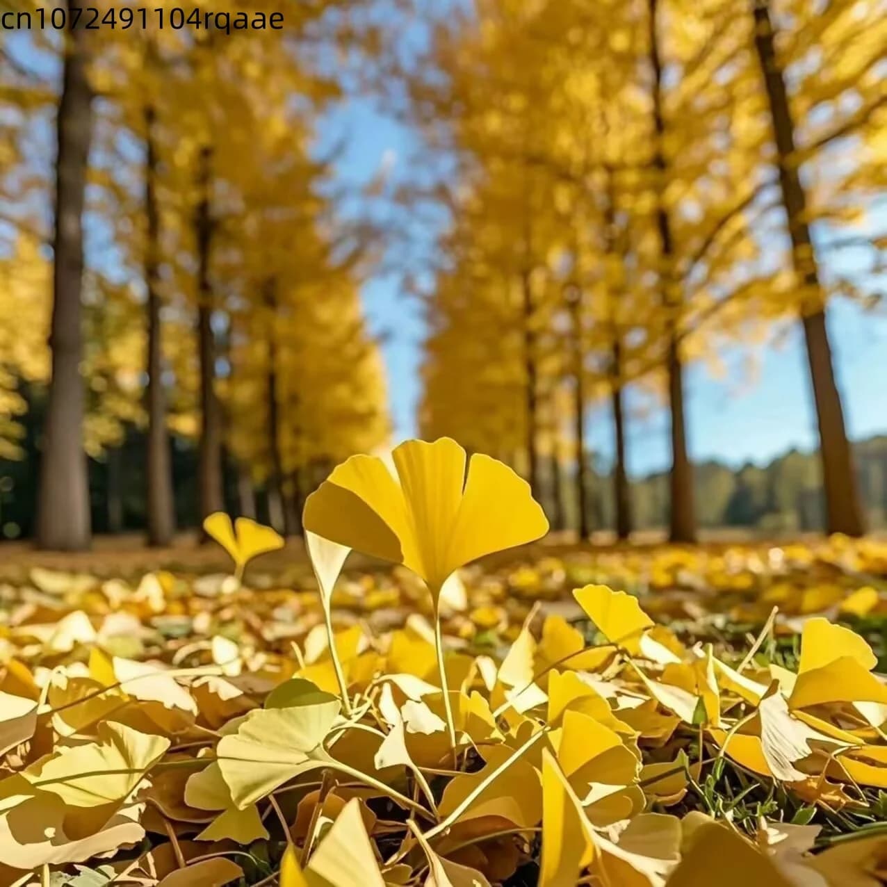 Natural Ginkgo Biloba Dried Leaves Natural Herbal Spice for DIY Soap Candle Making Wedding Home Decor