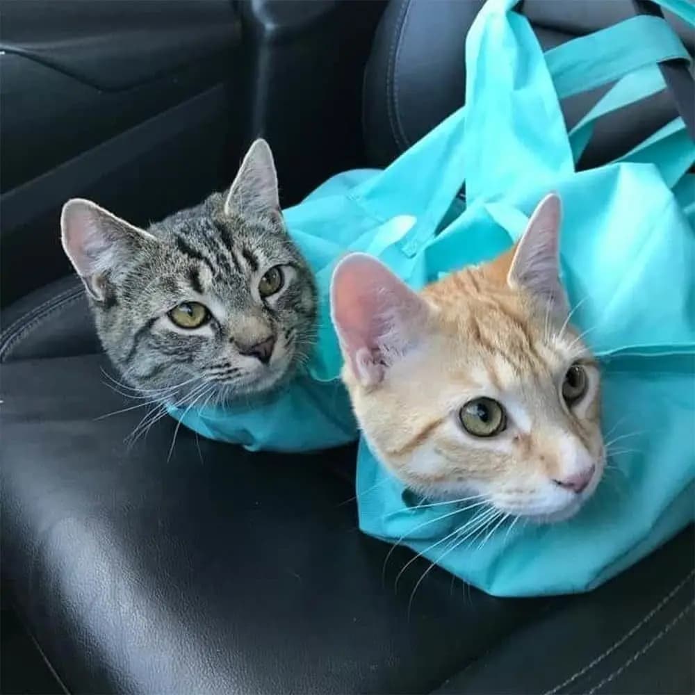 Anti-Scratching Cat Carrier Pouch Washable Tote Design Pet Shoulder Bag Folds Breathable Cat Carrier Bag for Nail Trimming