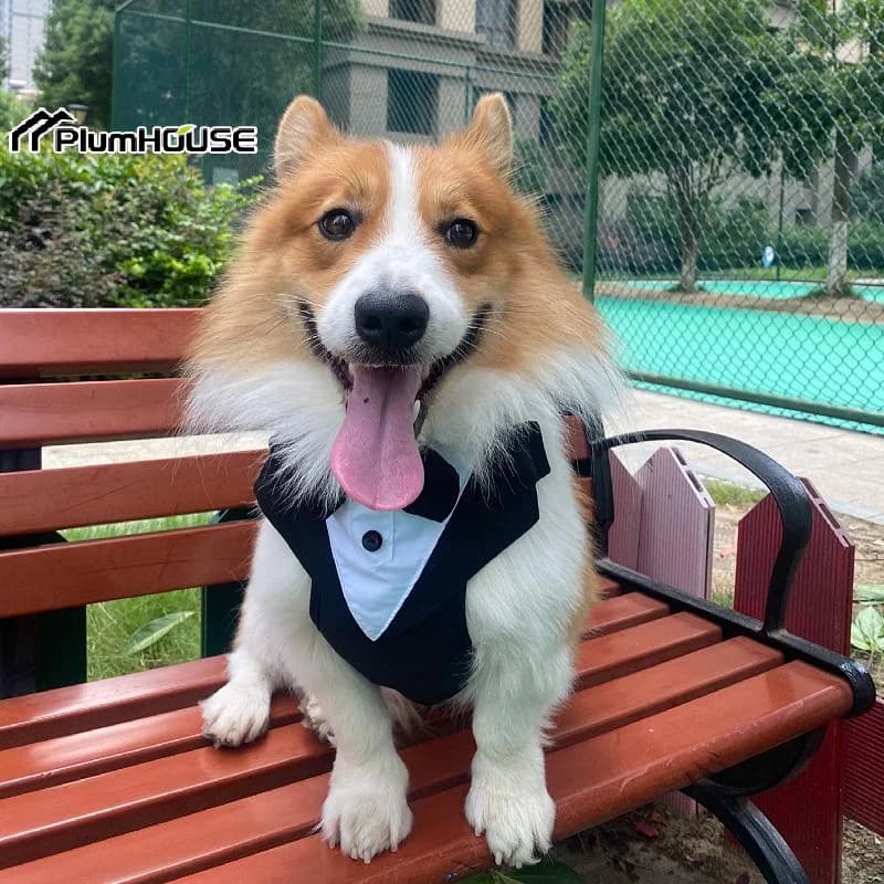 Imbracatura per smoking per cani Imbracatura per cani regolabile Guinzaglio Papillon Gilet per animali domestici Imbracatura Fidanzamento Compleanno Festa di San Valentino Costume per animali domestici