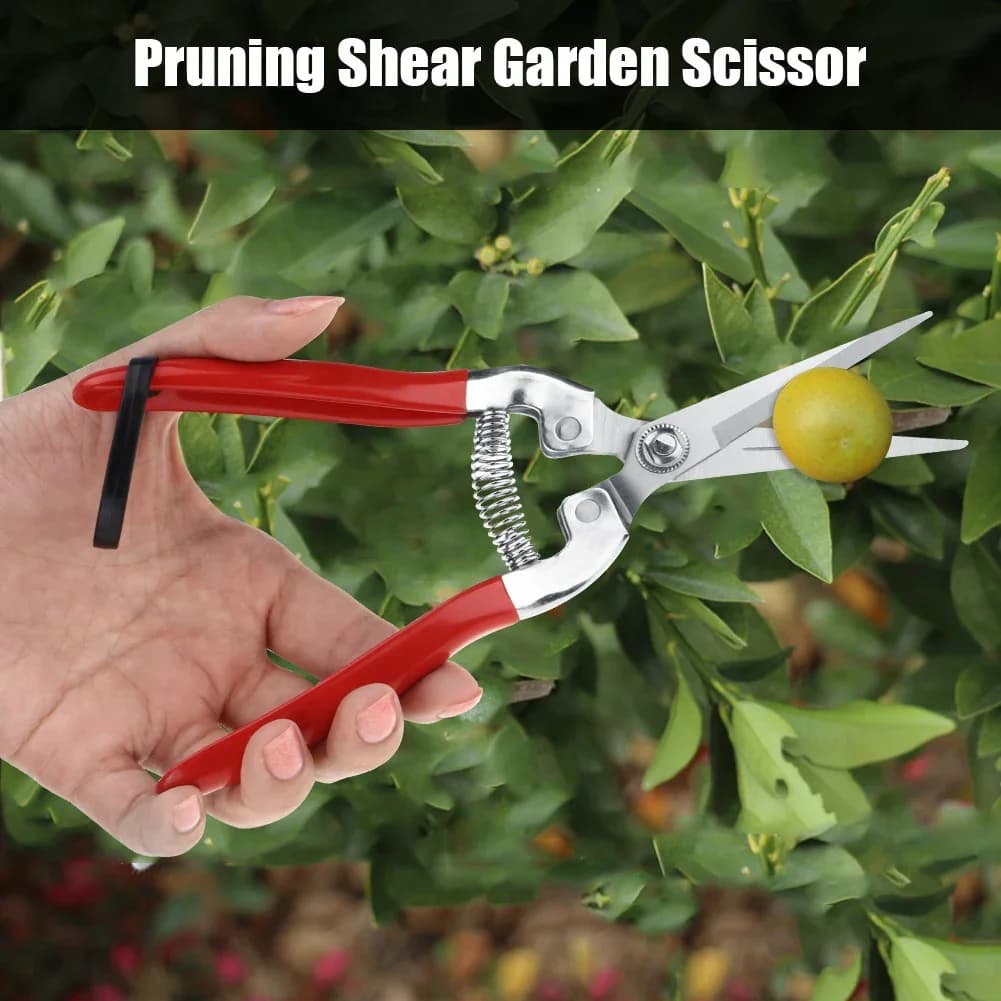 Forbici per Raccolta Frutta in Acciaio Inox, Cesoie da Giardino per Agrumi, Uva, Arance e Peperoni, Strumento Affilato per la Raccolta