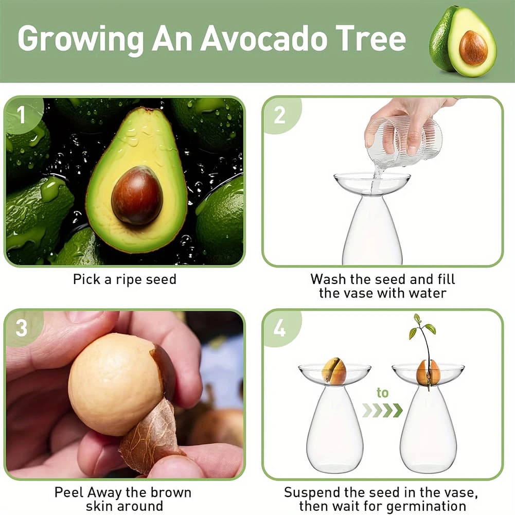 Vaso per la Germinazione dei Semi di Avocado, Vaso Idroponico Trasparente in Vetro per Albero di Avocado, Decorazione per la Casa per Amanti del Giardinaggio