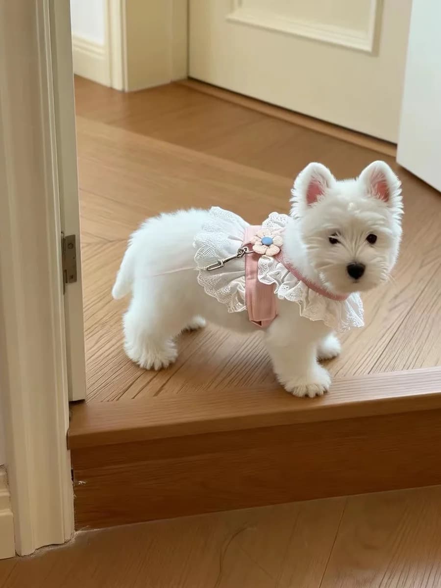 Guinzaglio Regolabile per Cani da Esterno, Anti-Fuga, Stile JK, per Teddy, Bichon, West Highland Terrier - Pettorina e Guinzaglio per Cani - Amore per Animali Domestici