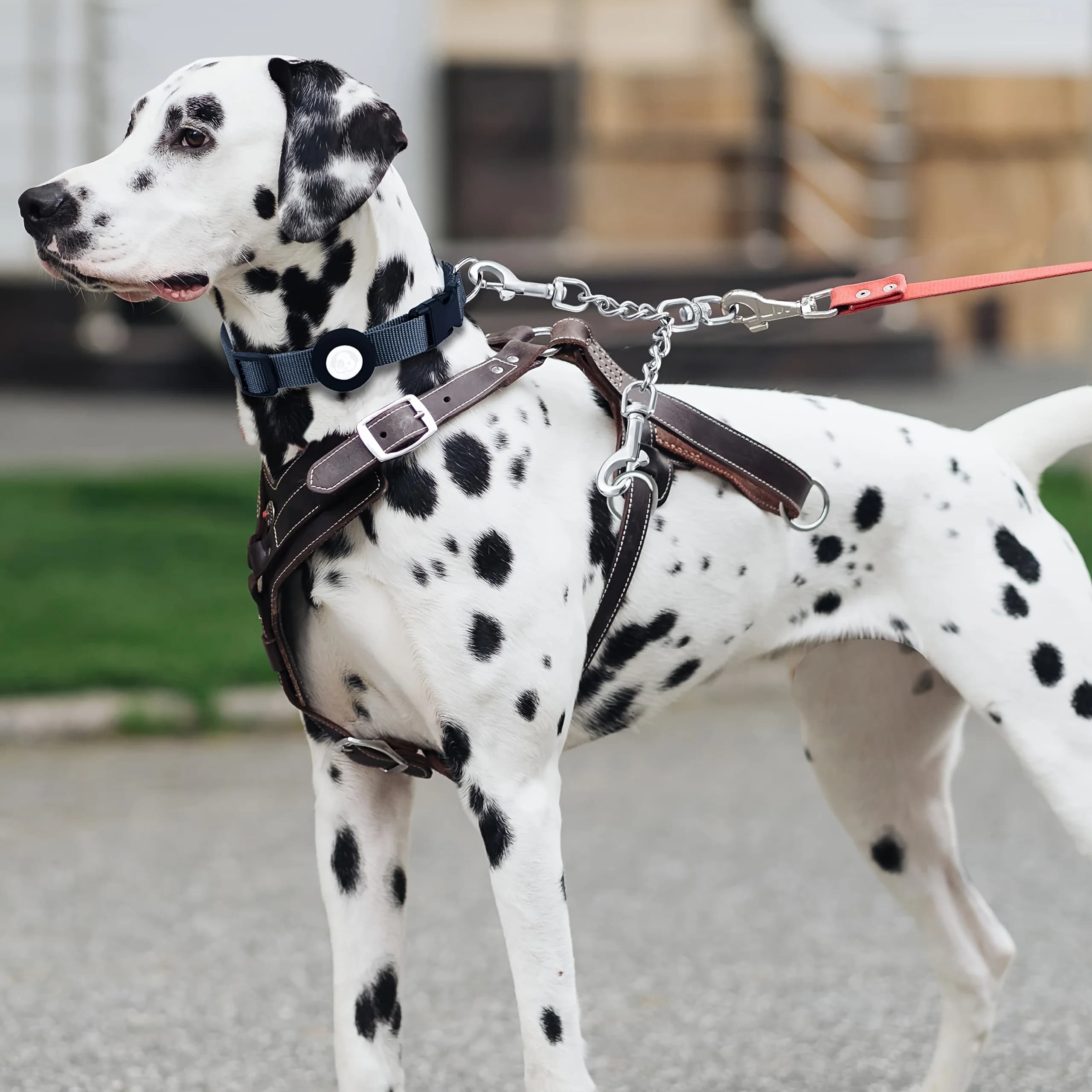 Clip di sicurezza per collare, clip di sicurezza per cani con doppia fibbia, clip di riserva per guinzaglio, adatta per collari e connettori per imbracature anti-trazione