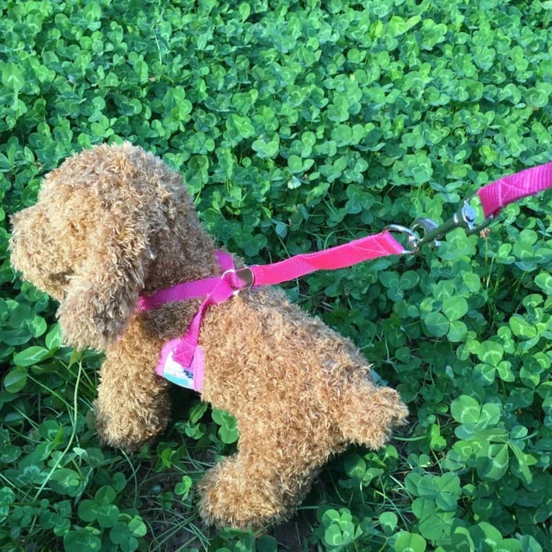 Pettorina per cani regolabile morbida e traspirante Pettorina per gilet in tela per cani Collare per cuccioli Guinzaglio per cani da compagnia per gatti