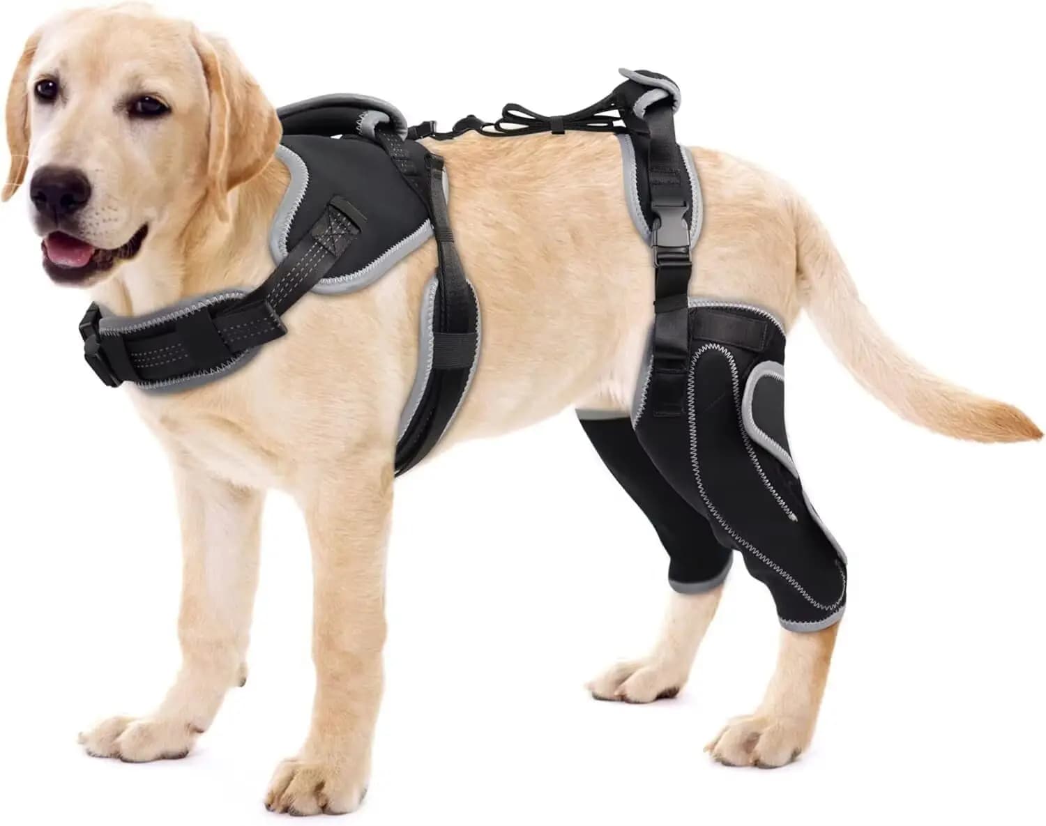 Supporto per Ginocchio Canino ACL per Rotture del Ligamento Crociato Anteriore e Dislocazioni della Rotula - Supporto Regolabile per Gamba con Avvolgimento e Sostegno Efficaci, Antiscivolo per Articolazioni