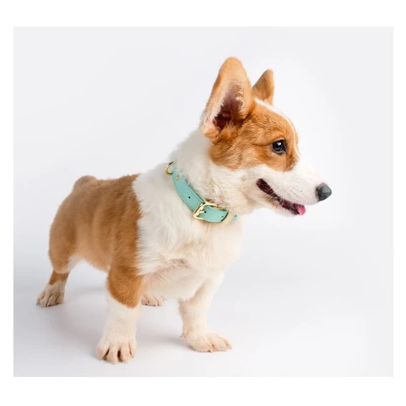 Leather pet collar, dog leash set, dog walking leash for small and medium-sized dogs