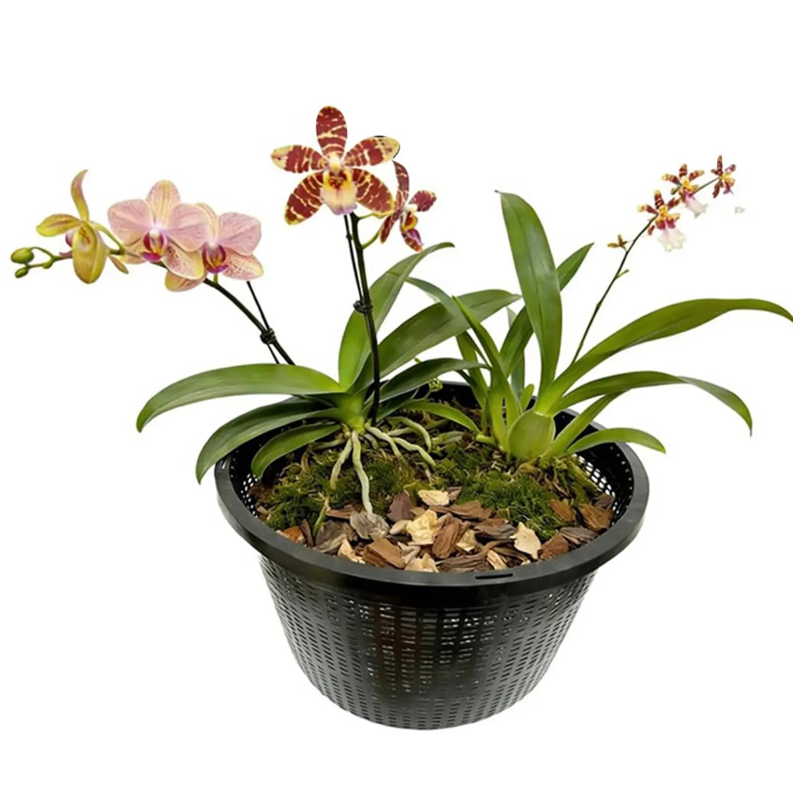 Cestino per piante acquatiche da 8,5 pollici, riutilizzabile, rotondo, in rete idroponica, contenitore per coltivazione idroponica, impermeabile, accessori per giardinaggio