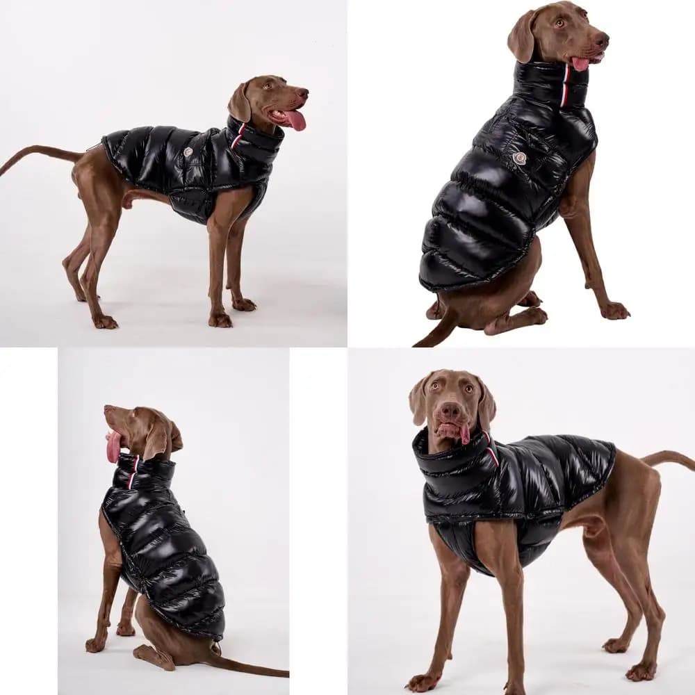 Cappotto Termico Leggero Invernale per Cani, Resistente all'Acqua, Regolabile con Accessorio per Guinzaglio, per Razze Piccole e Grandi (Nero)