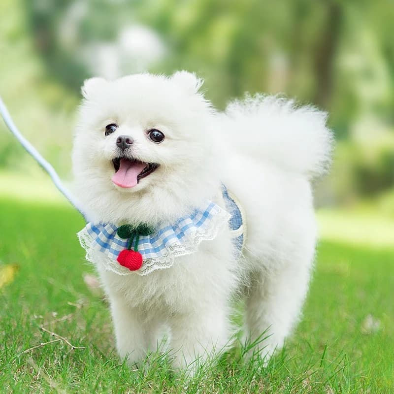 Cherry Lace Pet Harness for Small Dogs Escape-Proof Dog Leash Vest Cute Puppy Walking Harness for French Bulldog Pomeranian