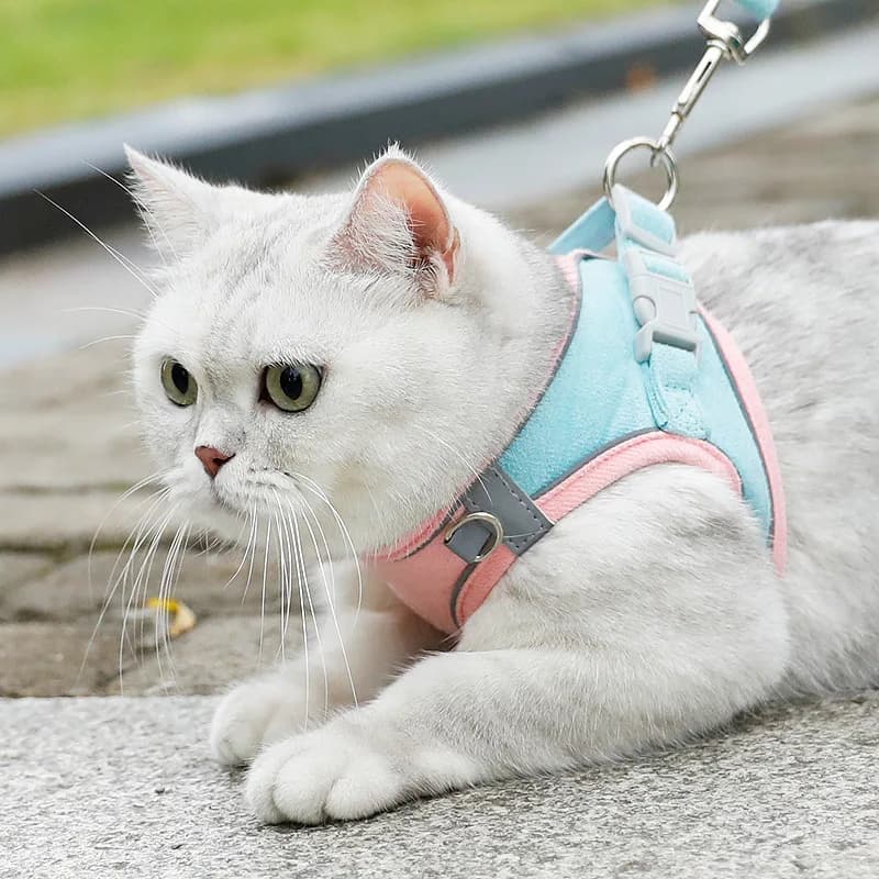 Cat Harness and Leash Sets Adjustable Dog Harness for Small Dog Leash Breashable Pet Harness Out Walking Dog Strap Cat Accessory