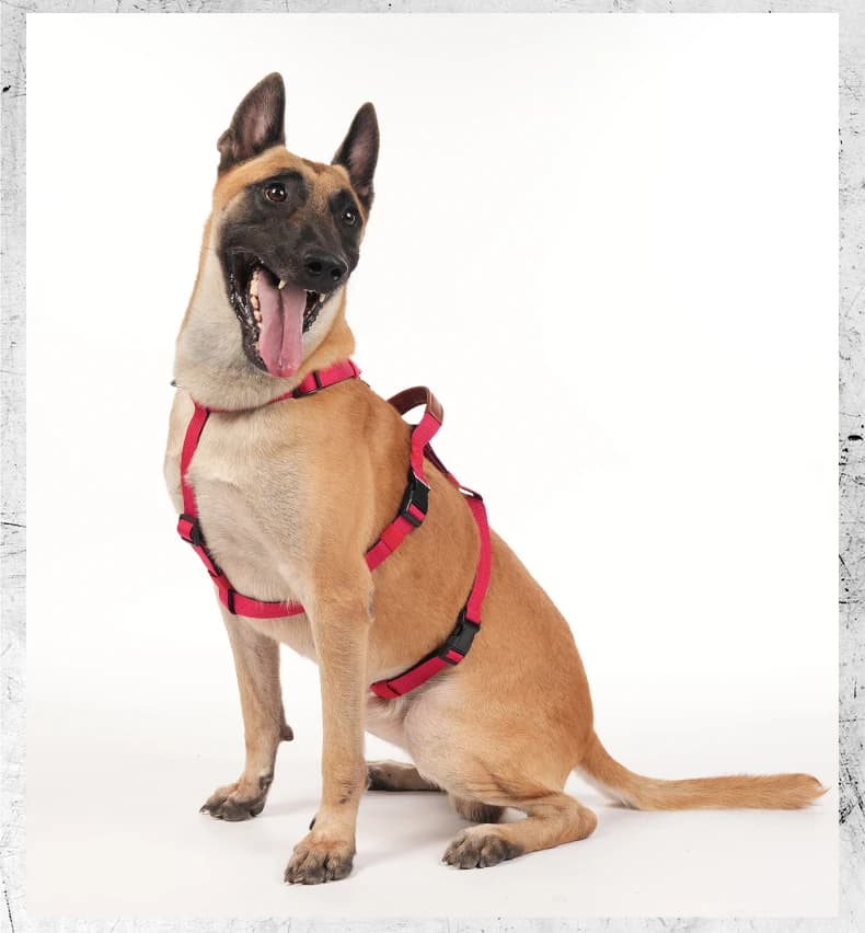 F5021 No-Pull Dog Harness for Medium & Large Dogs, Anti-Escape Pet Chest Vest with Leash Attachmen