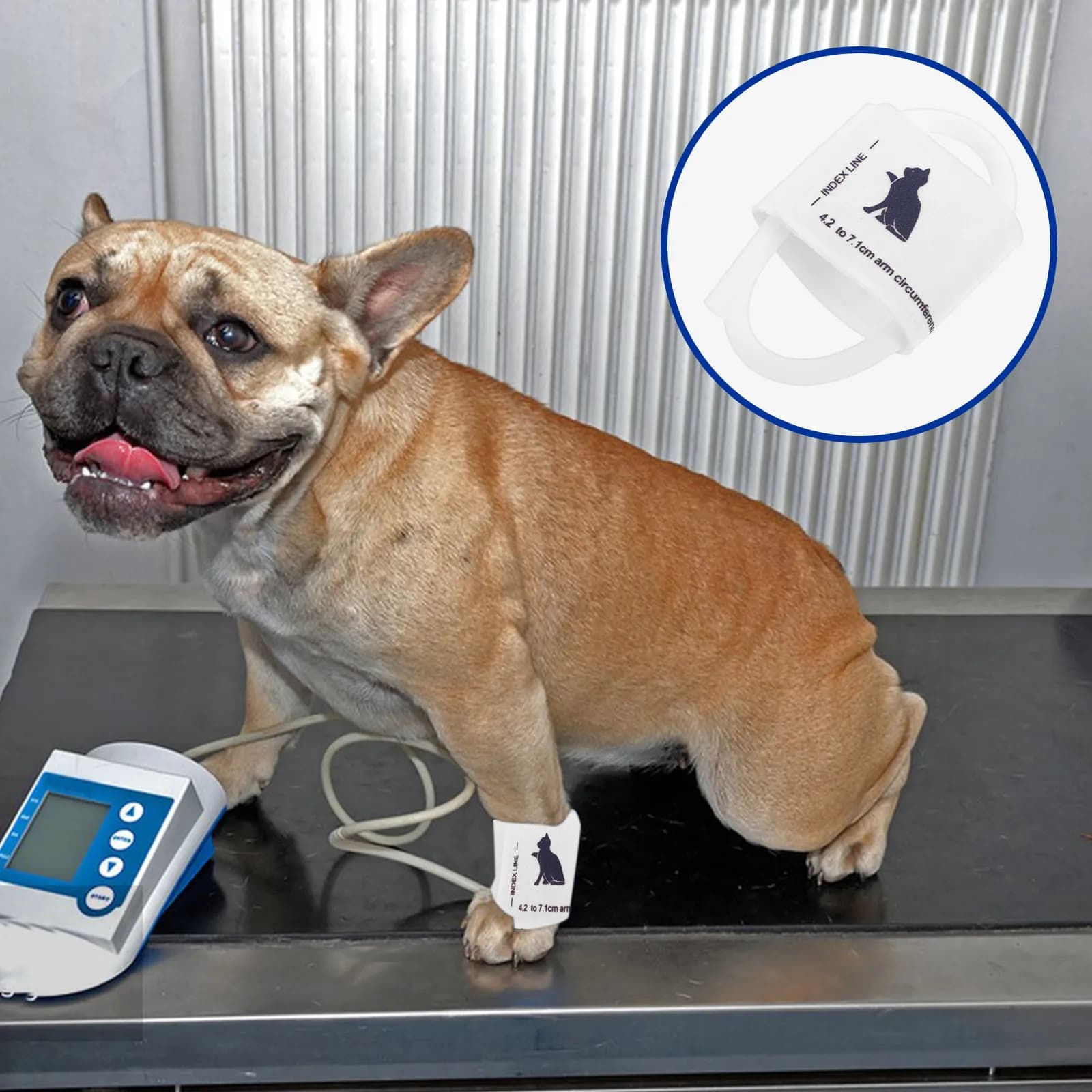 Blood Pressure Meter for Domestic Animals, Universal for Dogs and Cats, Veterinary Monitoring, Reusable, Comfortable, Reliable, Real-Time Tracking