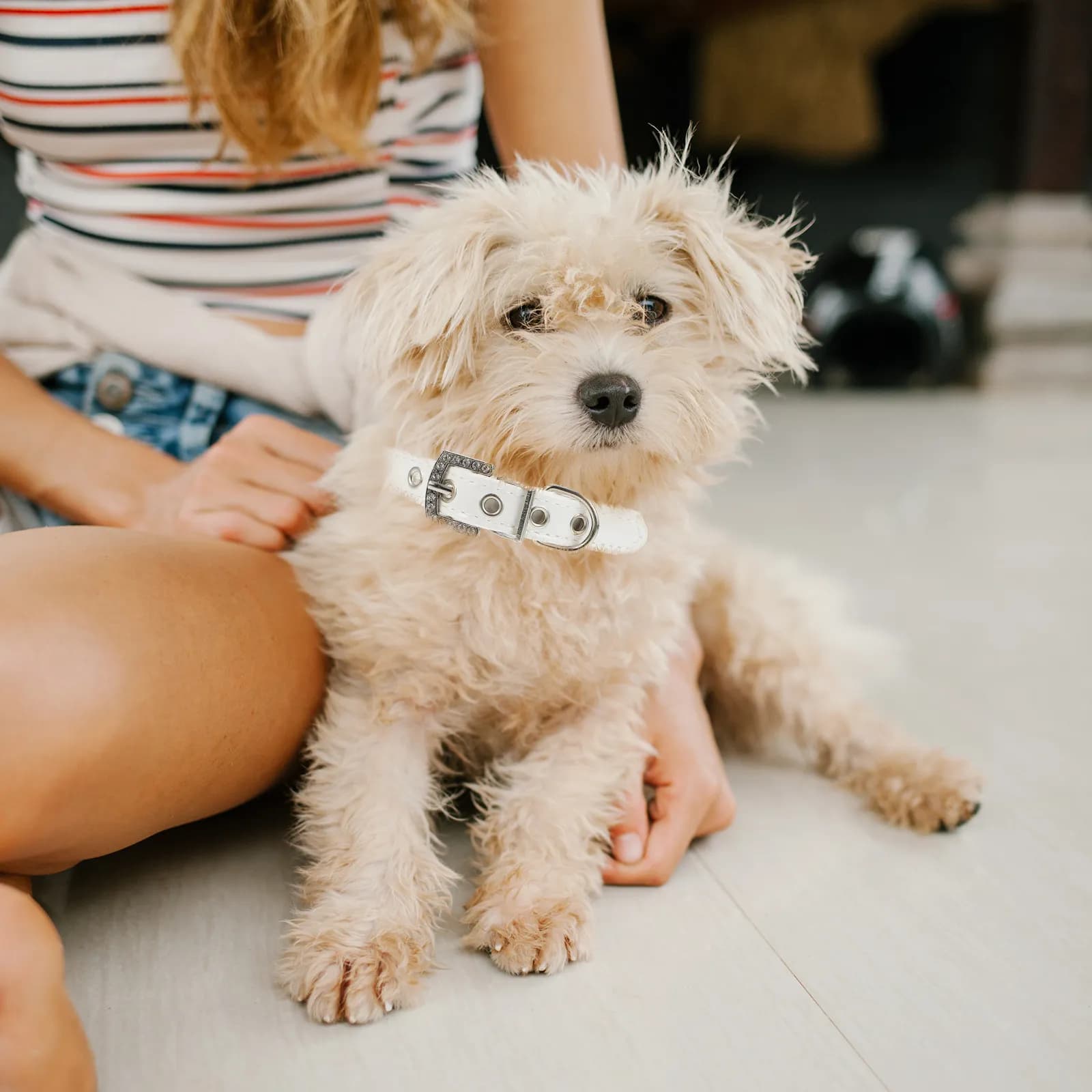 Set of 2 Adjustable Collars for Dogs with Pearls, Safety Collar for Puppies, Suitable for Open Race, Walks, Training and Holidays