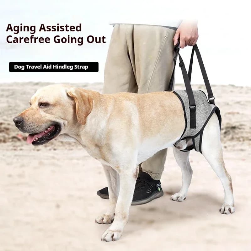 Imbracatura da viaggio per cani Imbracatura per assistenza alla schiena per cani anziani per uscire Imbracatura per gamba posteriore da viaggio per assistenza alla decompressione per cani feriti