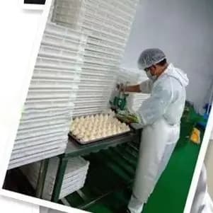 Macchina per Pasta Manuale da 7,8'' (20 cm) per Uso Domestico, Pressa per Impasto Pizza e Pasta