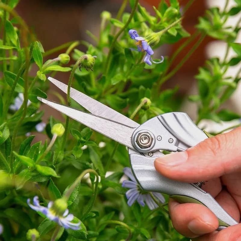 Professional Scissors from Precision Gardening, Fruit Tree Pot, Planting Equipment and Floral Composition