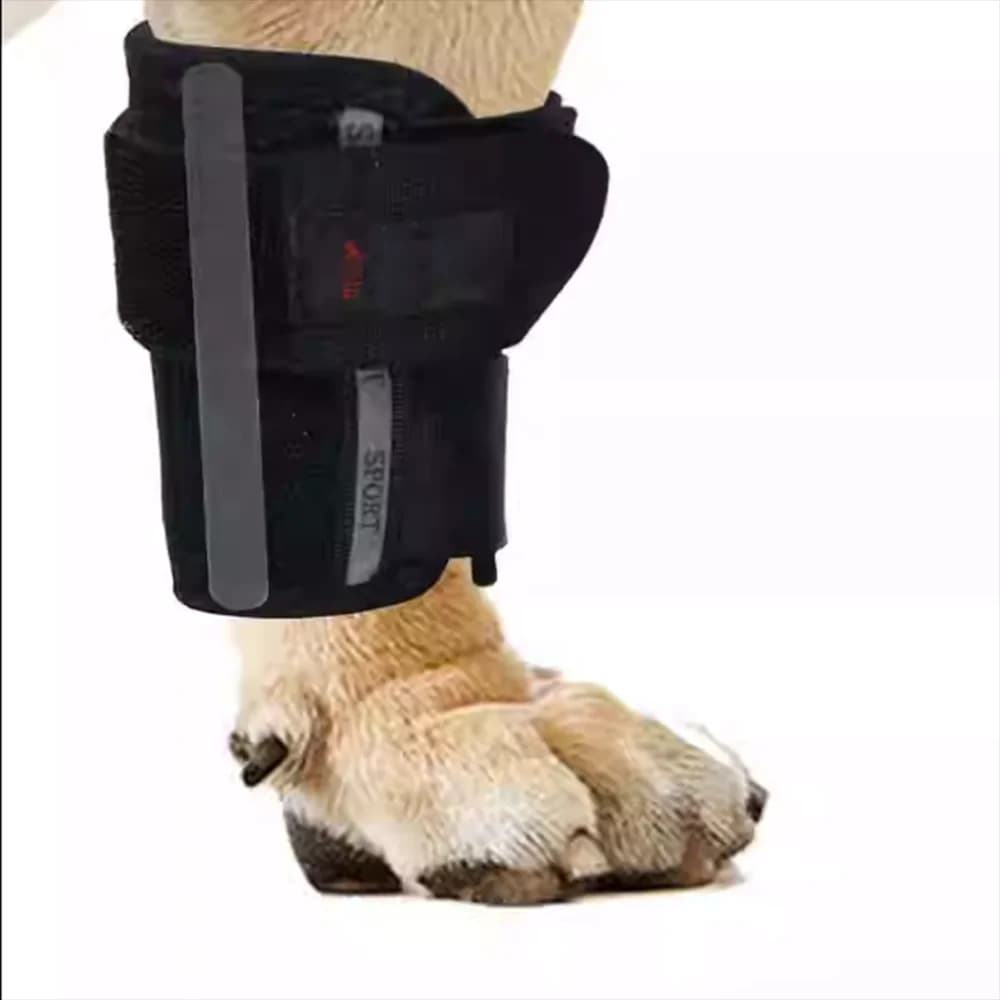 Ginocchiera per gamba per animali domestici Telaio di supporto per riabilitazione dell'articolazione del polso Distorsioni Fratture postoperatorie Cintura di assistenza corta per cani Teddy Cat