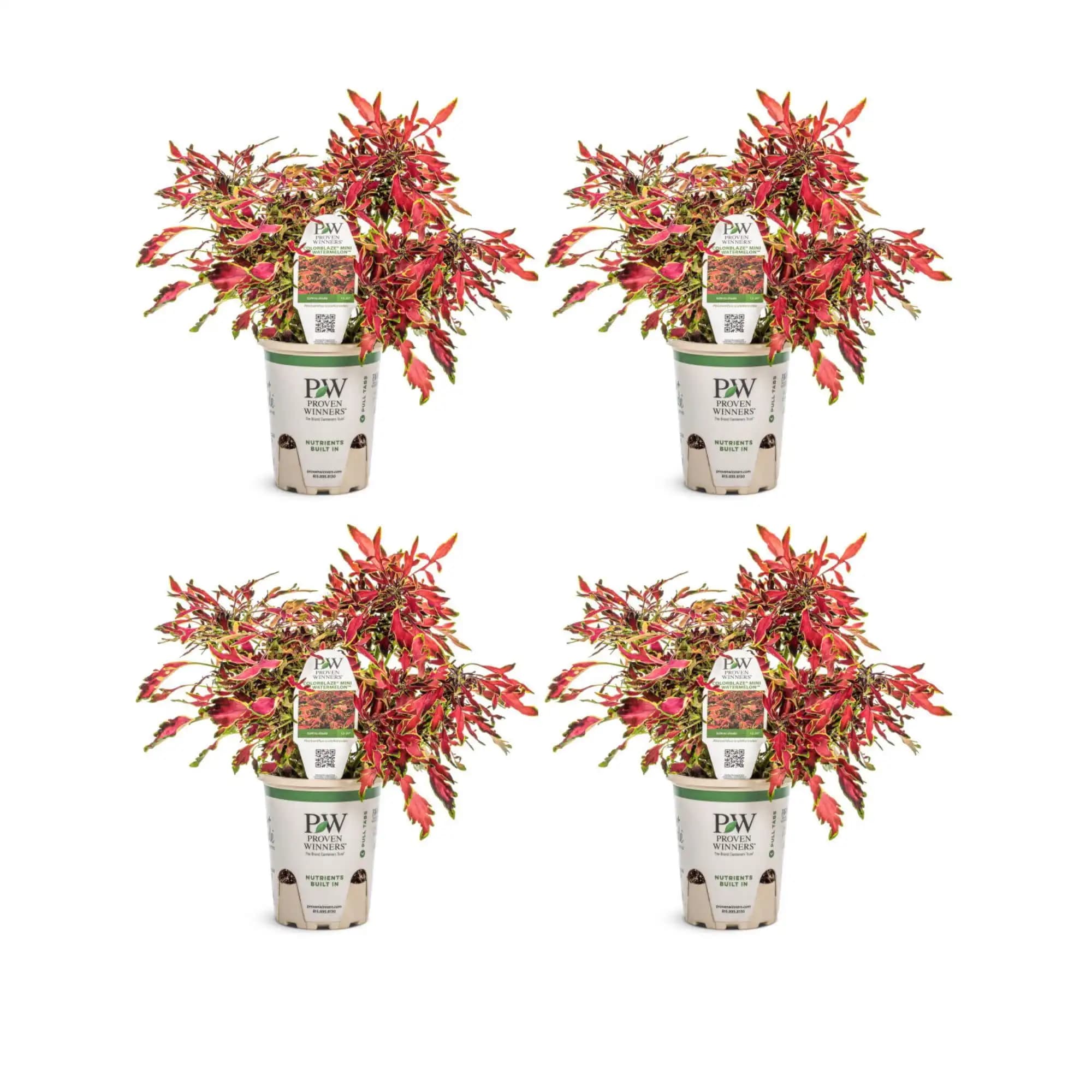 Orange ColorBlaze Mini Me Watermelon Coleus Live Plants in 4.25 Inch Pots Set of Four