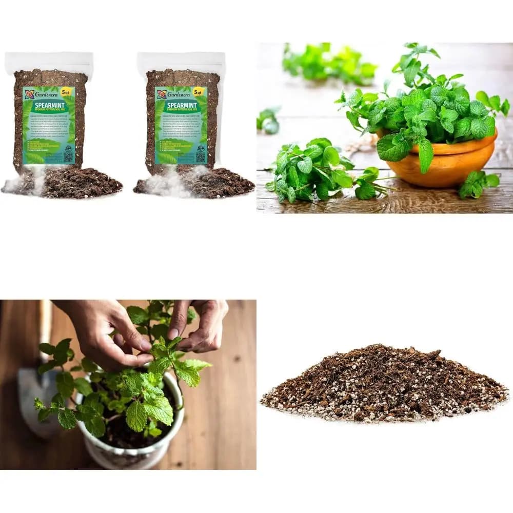 Terriccio for Plants Completely Natural from 10 Quarts for Plants of Green Pepper