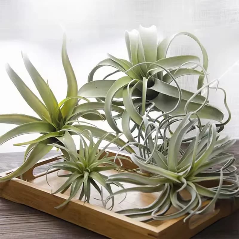 Artificial Flew Air Plants, Suspended Air Plants, Simulation Tillandsia Plants for Home Wedding Flower Decoration
