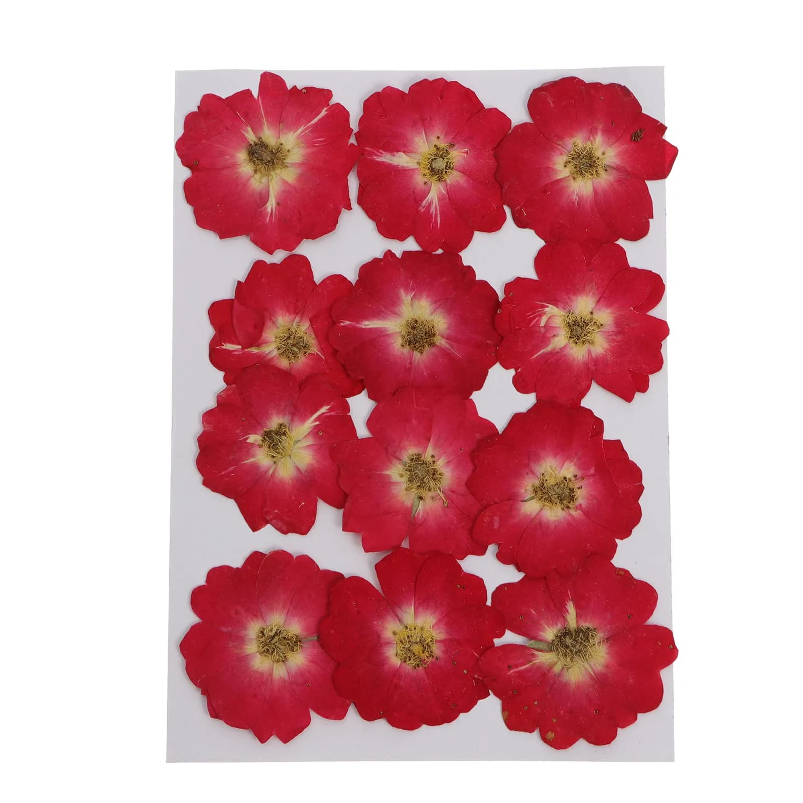 Kit of 12 Flower Pressed for Craftsmanship, Natural Roses Dry for Creating Resin Jewelry, Nail Decoration, Valentine's Gift, Weddings and Celebrations