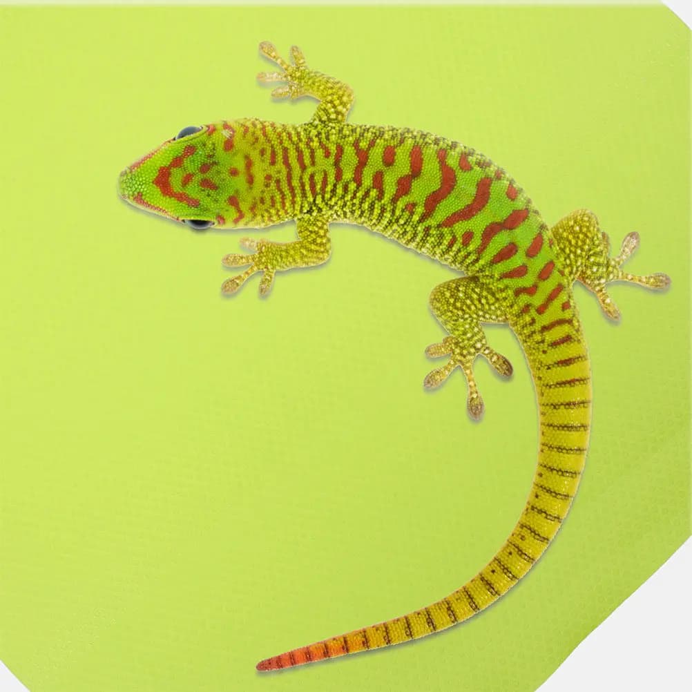 Premium Eva Reptile Terrarium Carpet Bedding Mat Cuttable Soft Non-Slip Reptile Substrate for Lizard Tank Tortoise Enclosure