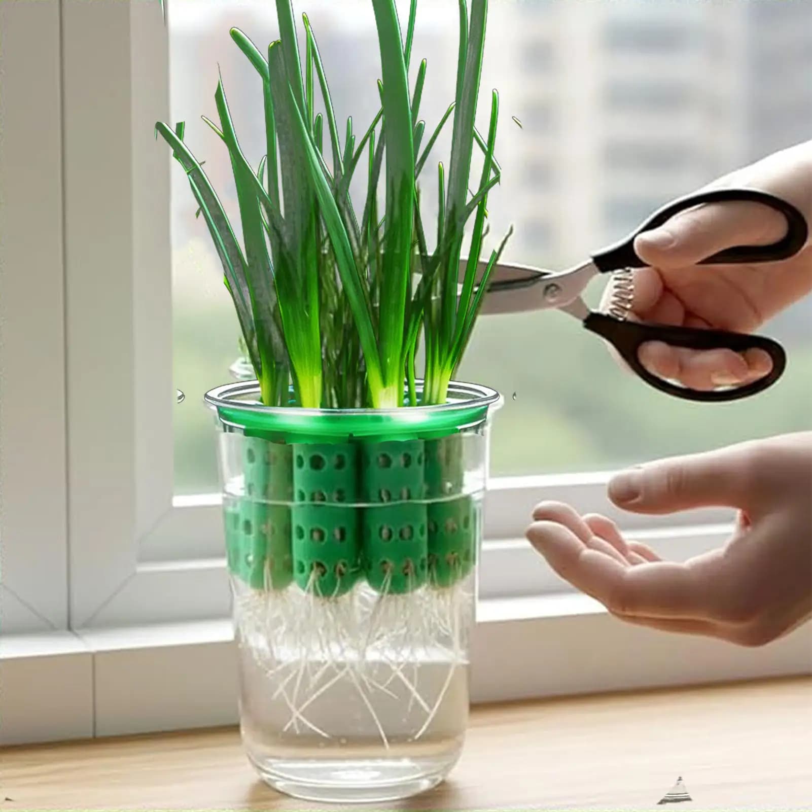Kit for the cultivation of transparent and reusable hydroponic bases, to germinate plants of chipollotti, ideal for window sills, gardens and home.