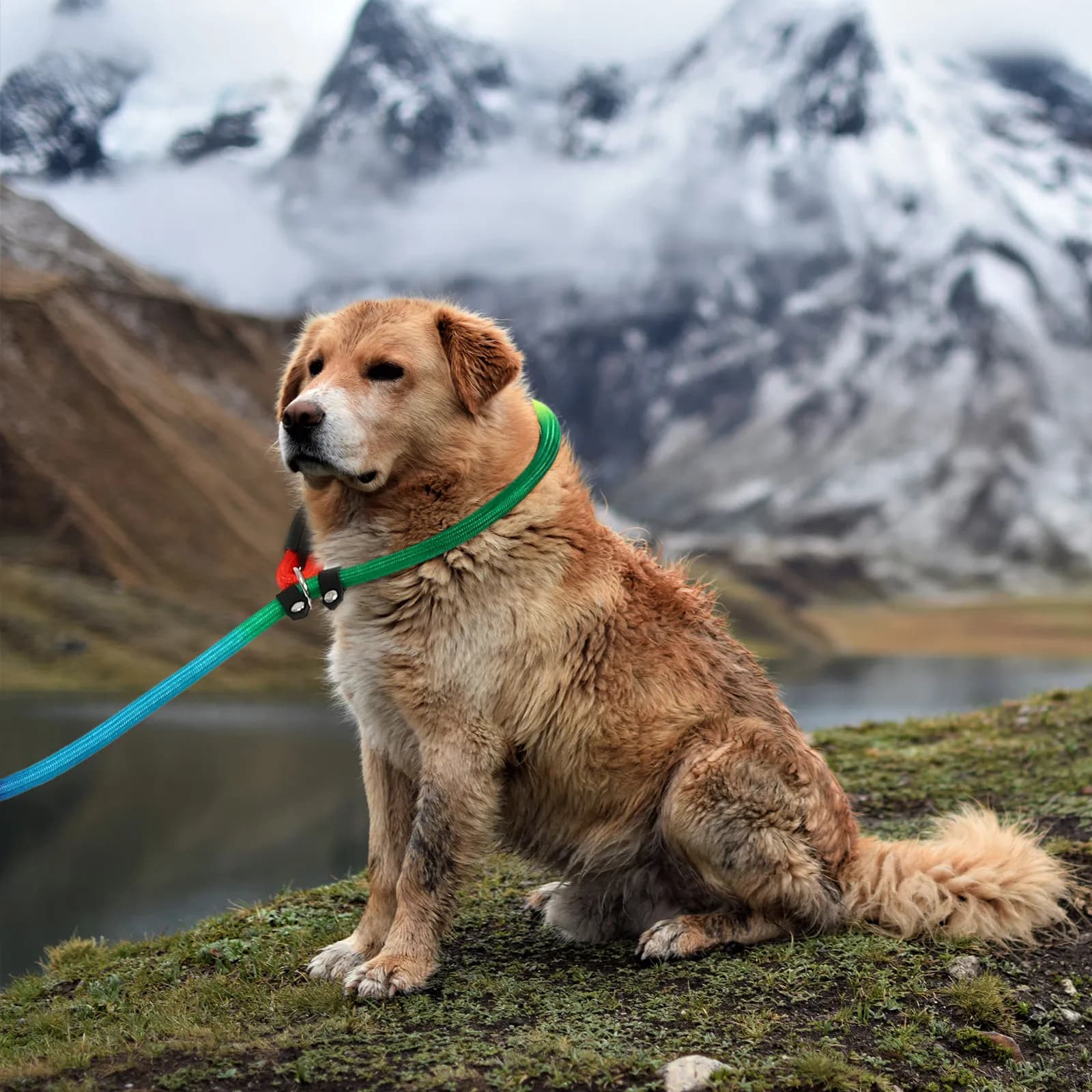 Guinzaglio Portatile per Cani in Nylon, Regolabile per Esterni, Cinghia di Trazione Sicura e Comoda, Accessorio per Animali Domestici