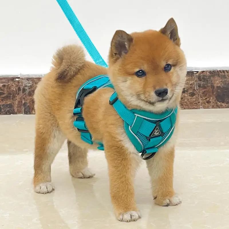Dog Leash Anti-Escape Vest-Type Chest Harness Small Dogs Outing Teddy Bichon Terrier Walking Dog Training Leash Non-Stretchable