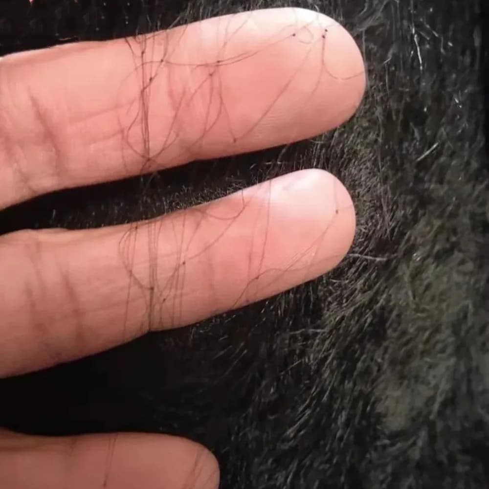 Nuovo 6-30m Rete per uccelli in plastica a prova di uccelli Rete in nylon Trappole protettive Colture Stagno Rete da pesca Strumento per il controllo dei parassiti