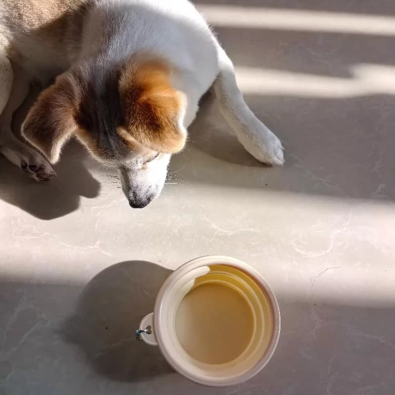 Ciotola pieghevole per cani da compagnia piatto per cani in Silicone cibo per gatti da viaggio all'aperto contenitore per l'acqua vassoio per l'alimentazione ciotola mangiatoie per cani portatili