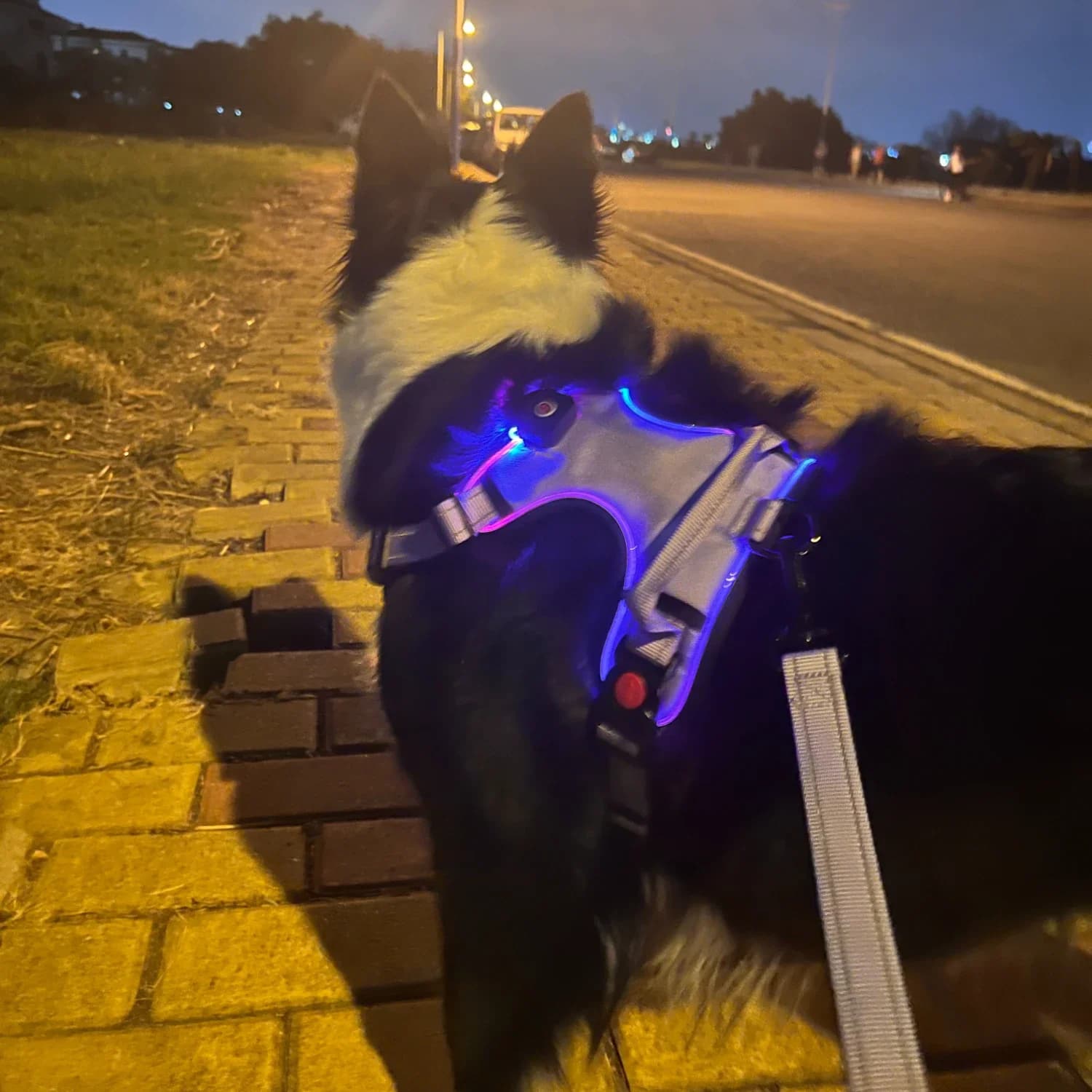 Set di pettorina e guinzaglio per cani luminosi alla moda con manico: comodo tessuto Oxford sicuro e impermeabile per i viaggi notturni