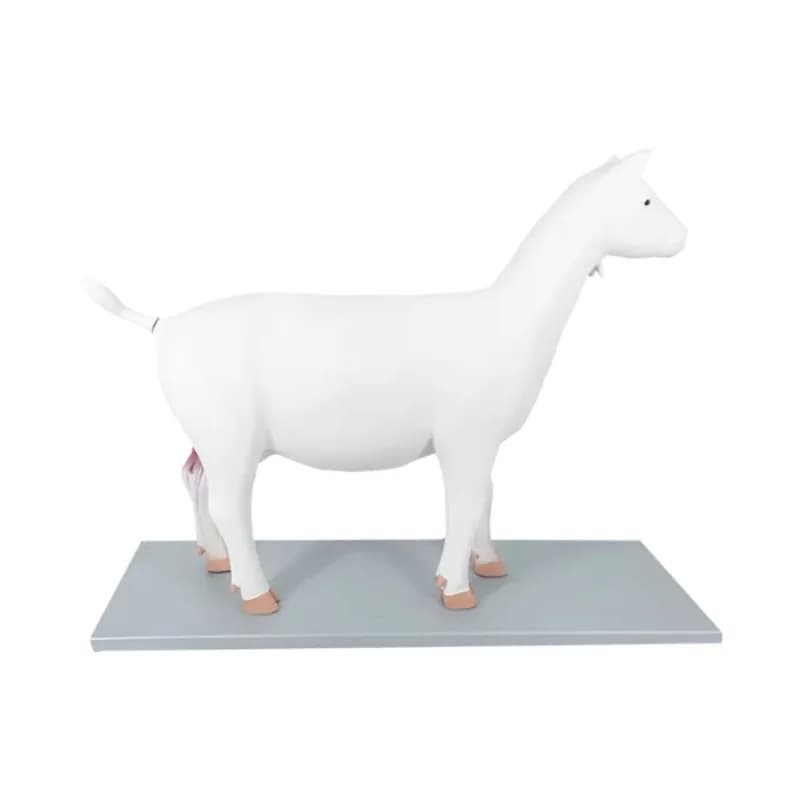 Modello Anatomico di Pecora in PVC per l'Insegnamento Scolastico, Scienza Agricola, Biologia, Giocattolo Educativo