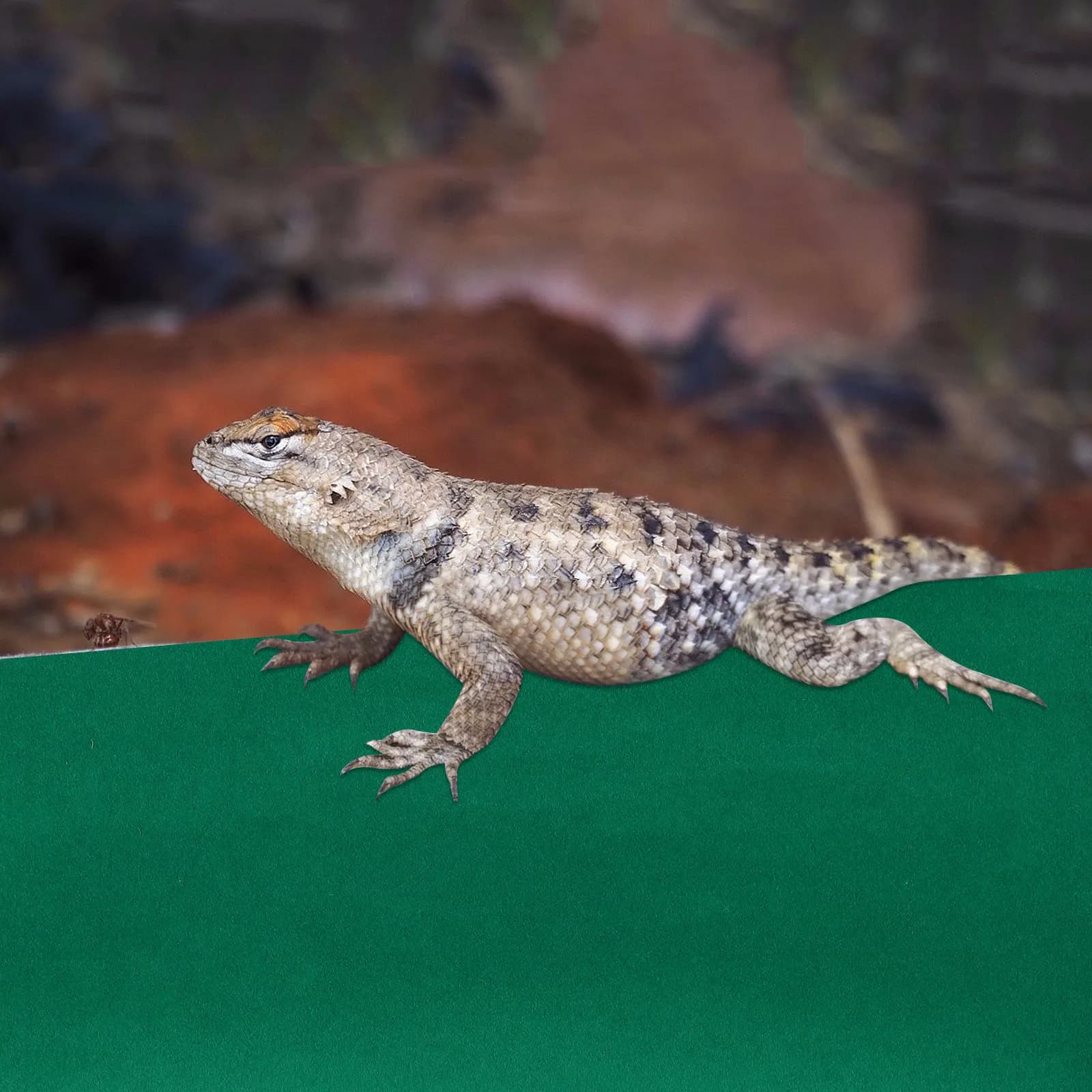 1Pcs Polyester Reptile Carpet Mat Non-Abrasive Absorbent Bedding for Snakes Lizards Tortoises Hamsters Rabbits Reptile Cage