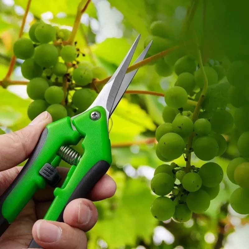 Holes for Grapes, Gardening Scissors, Fruit Harvesting Scissors, for Pour and Plants