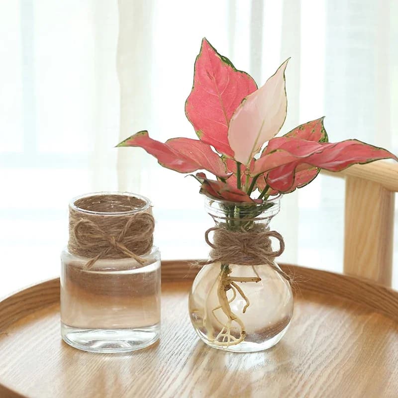Vaso da fiori trasparente Vaso idroponico Paesaggio in miniatura Bottiglia ecologica in plastica Decorazione domestica