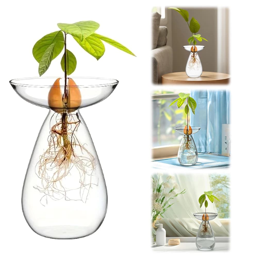 Vaso per Avocado in Vetro Trasparente, Fioriera in Vetro per Piante di Avocado, Decorazione per la Casa per Amanti del Giardinaggio