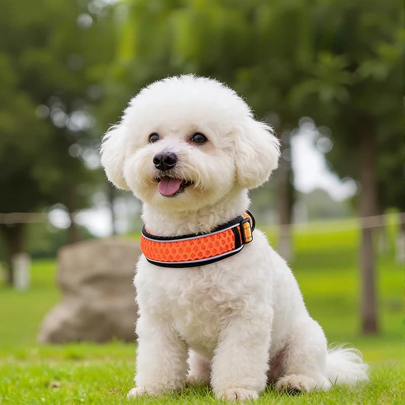 Collari per animali domestici all'ingrosso in stock, collari per cani, guinzagli per cani, catene per cani, forniture per animali domestici