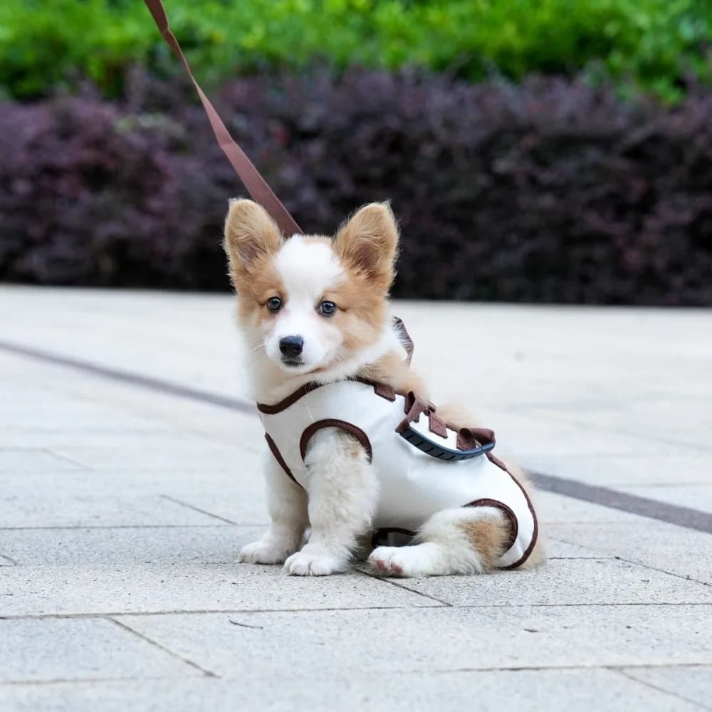Imbracatura per sollevamento completo per cani traspirante con clip per imbracature Accessorio per animali domestici Zaino per animali domestici Trasportino per animali regolabile