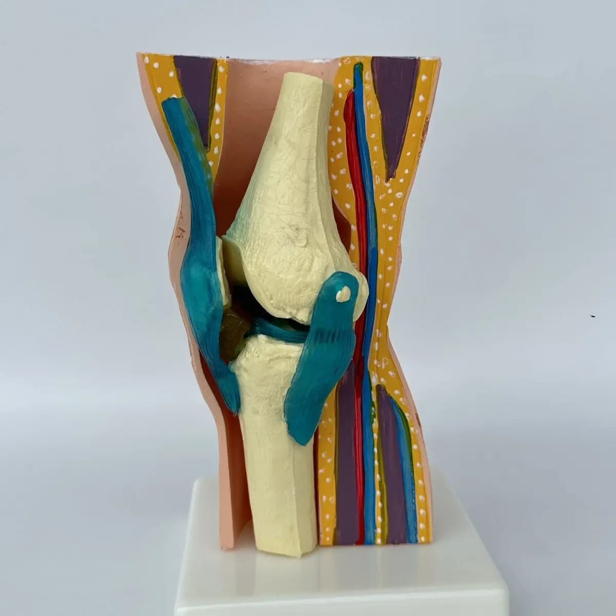 Funzione dell'articolazione del ginocchio, legamenti, pelle pieghevole, scheletro anatomico, articolazione attiva, modello didattico dimostrativo ortopedico