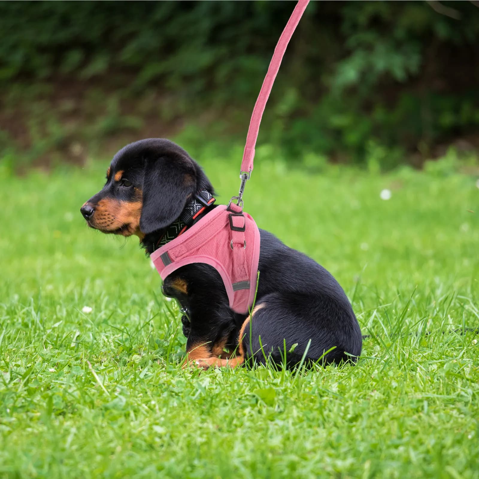 Pettorina Riflettente per Cani Bichon Frise, Comoda, Leggera e Regolabile, per Passeggiate e Corsa