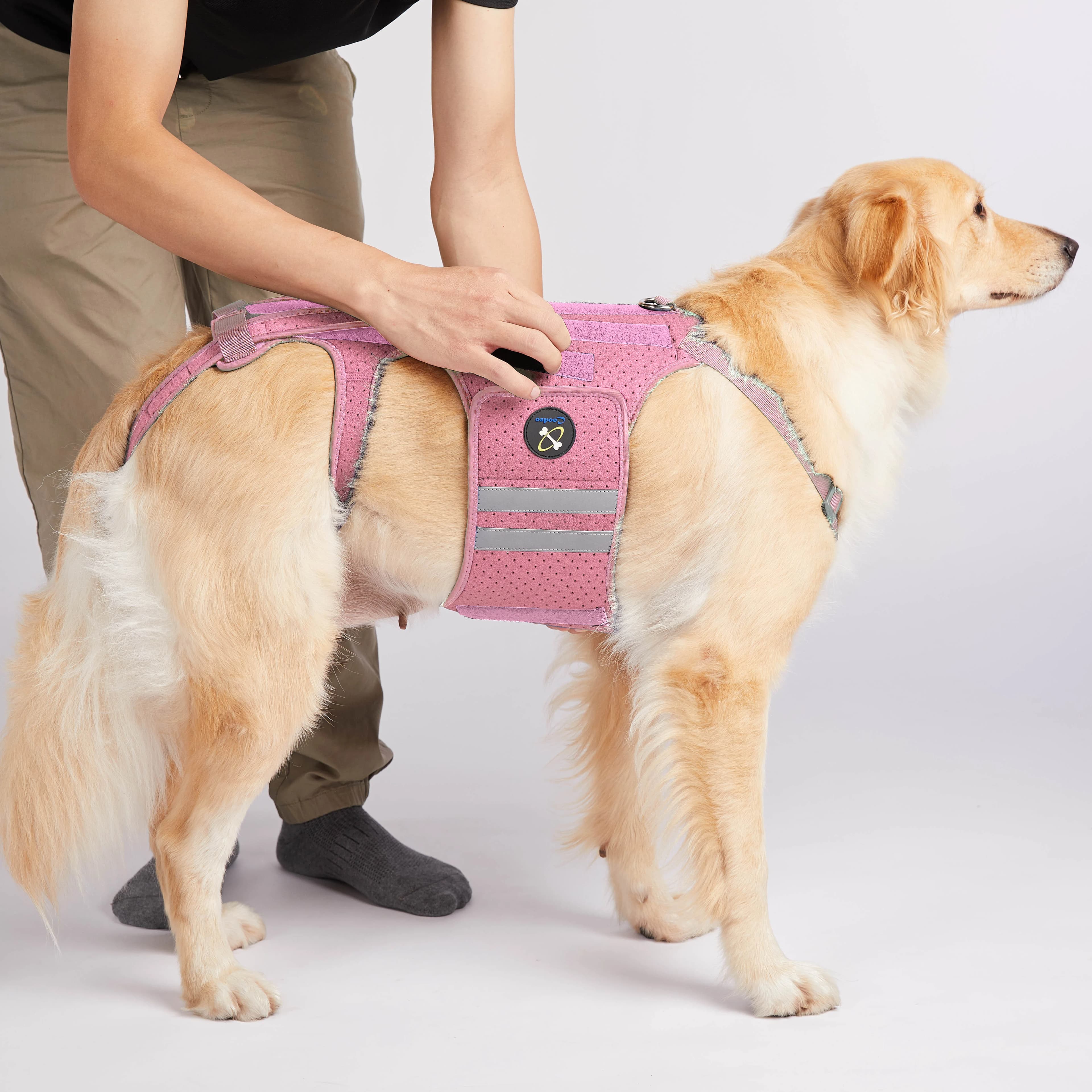 Coodeo Supporto Lombare per Cani, Sollievo dal Dolore alla Schiena, Imbracatura Regolabile per Supporto Spinale Canino con 8 Robuste Strisce in Plastica, Taglie S-XXL per Cani da 9-116 libbre